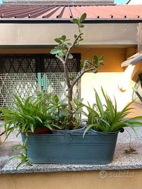 Set di piante: crassula ovata e clirofito