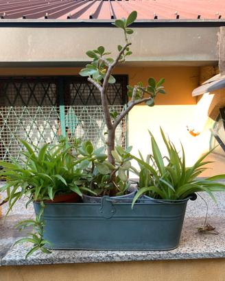 Set di piante: crassula ovata e clirofito