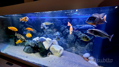 Acquario ciclidi malawi