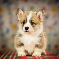 Welsh corgi pembroke cuccioli