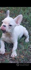 Bulldog francese