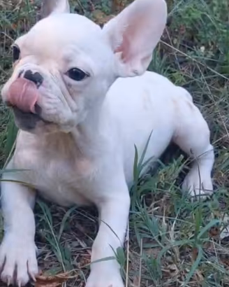 Bulldog francese