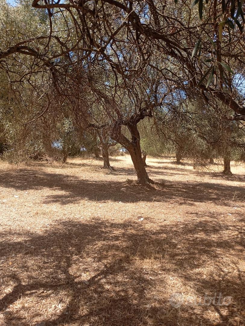 DOLIANOVA:Uliveto e mandorleto - Altro