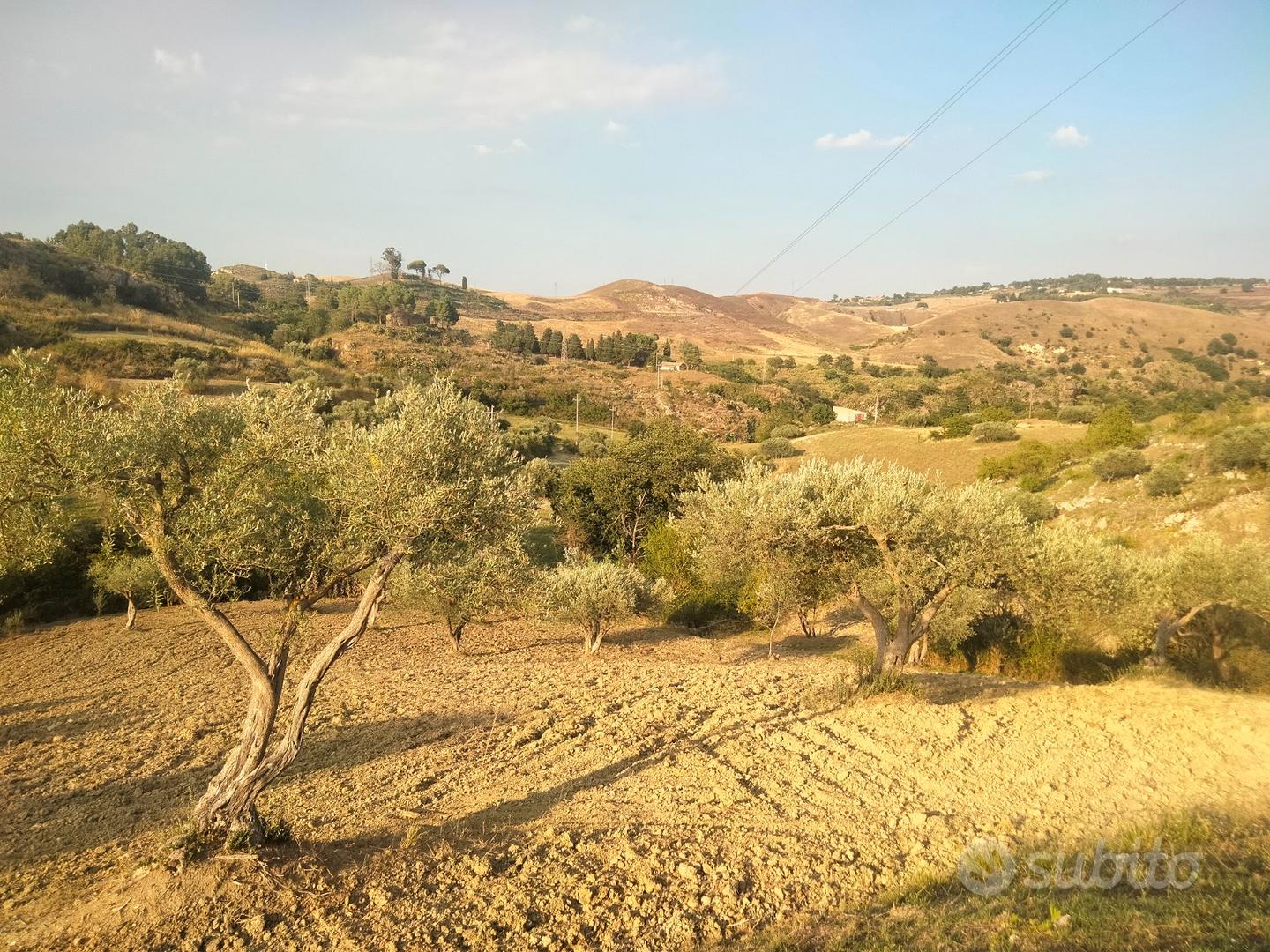 Terreno con piante di olivo e casa rurale - Vista 2