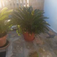 Cycas