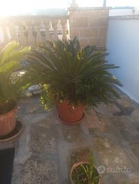 Cycas