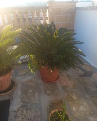 Cycas