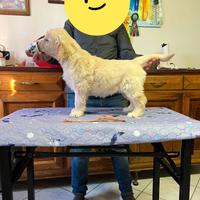 Ultima femmina golden retriever