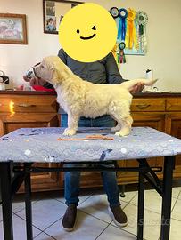 Ultima femmina golden retriever