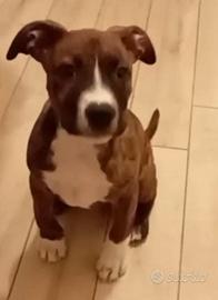 Pittbull tigrato maschio