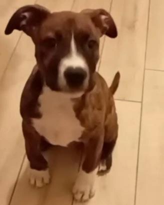 Pittbull tigrato maschio