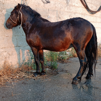 Pony falabella