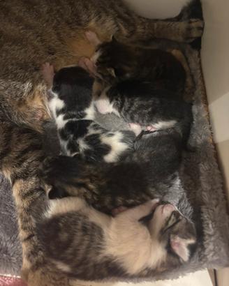 Regaliamo 4 gattini di razza europea