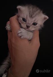 Splendido cucciolo di gatto