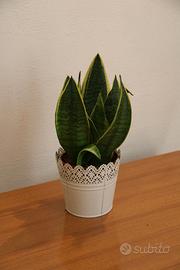 Pianta "Dracaena"