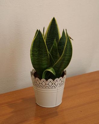 Pianta "Dracaena"