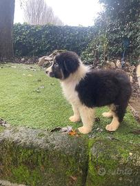 Cuccioli di pastore australiano