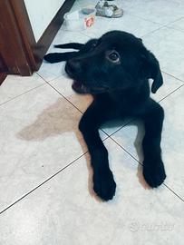 Cane labrador