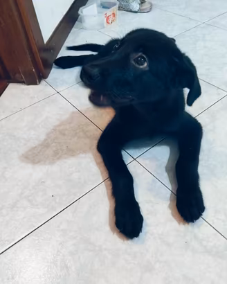 Cane labrador
