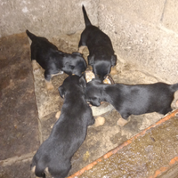 Jack russell/jagd terrier