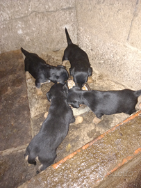 Jack russell/jagd terrier