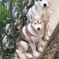 Cucciolo Siberian husky