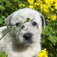 Cuccioli mix maremmano/dogo sardo non puri