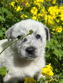 Cuccioli mix maremmano/dogo sardo non puri