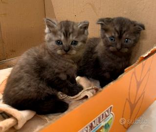 cuccioli gatto Scottisch Fold