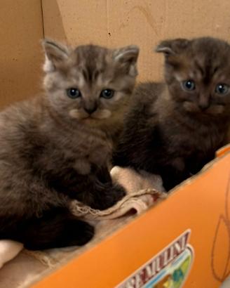 cuccioli gatto Scottisch Fold
