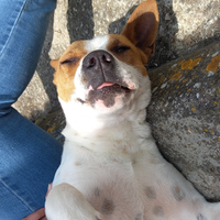 Masha lasciata in canile