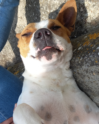 Masha lasciata in canile