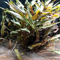 Piante acquario cryptocoryne