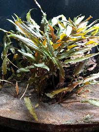 Piante acquario cryptocoryne