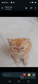 Exotic shorthair