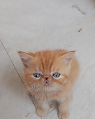 Exotic shorthair