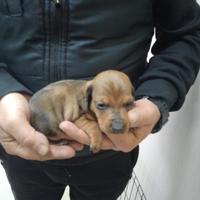 Bassotto tedesco kaninken fulvo arlecchino