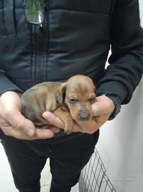 Bassotto tedesco kaninken fulvo arlecchino