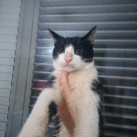 Gattini aspettano urgentemente famiglia