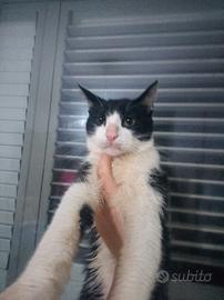 Gattini aspettano urgentemente famiglia