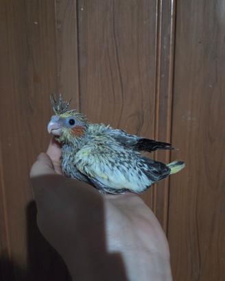 Pullo calopsita da imbeccare a mano pappagalli