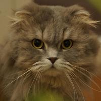 Gatto scottish fold per accoppiamento