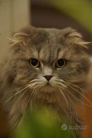 Gatto scottish fold per accoppiamento