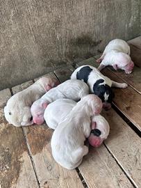 Cuccioli Setter inglese