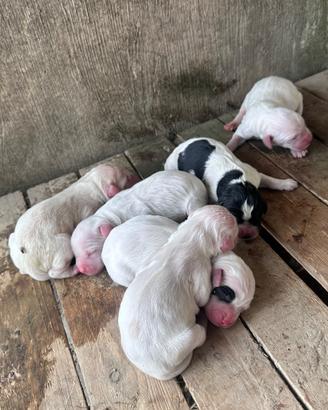 Cuccioli Setter inglese