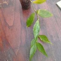 pianta di Hoya polyneura 