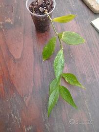 pianta di Hoya polyneura 