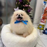 Cucciola volpino Pomerania TOY 7 mesi