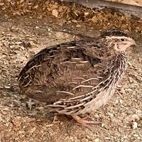 Quaglia pronti da uova