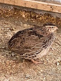 Quaglia pronti da uova